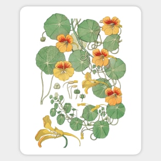 Capucine nasturtium from La Plante et ses Applications ornementales 1896 Sticker